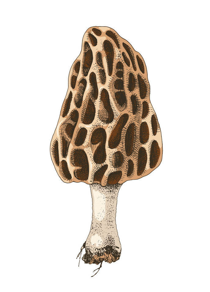 Morel Mushroom clipart