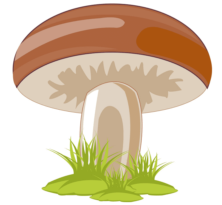 Mushroom clipart image