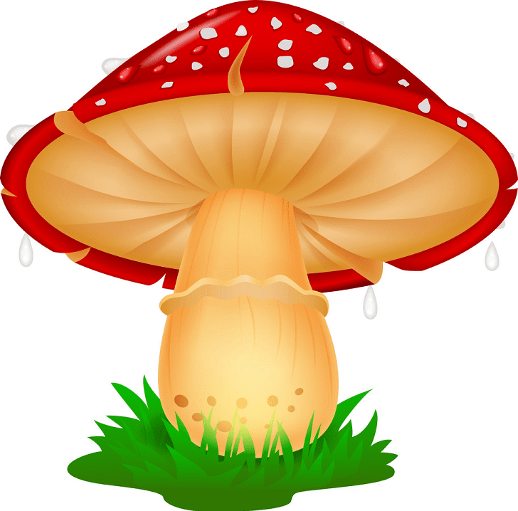 Mushroom clipart images