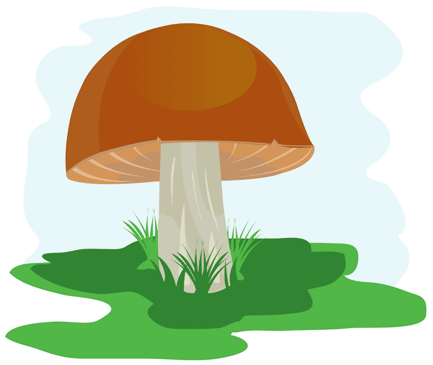 Mushroom clipart png images