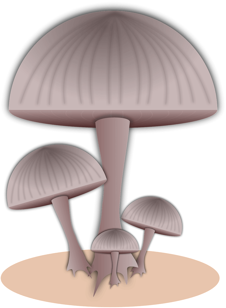 Mushroom clipart transparent