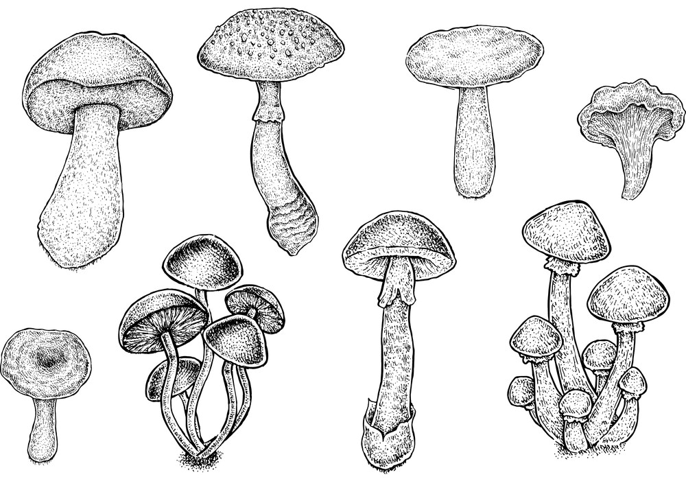 Mushrooms Clipart Black and White
