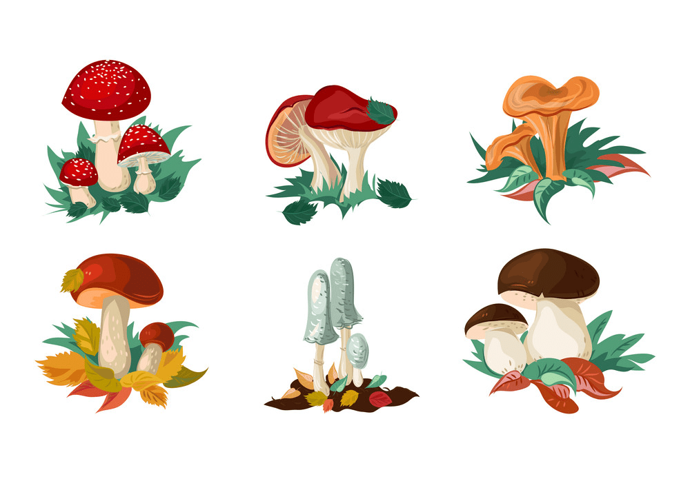 Mushrooms clipart download