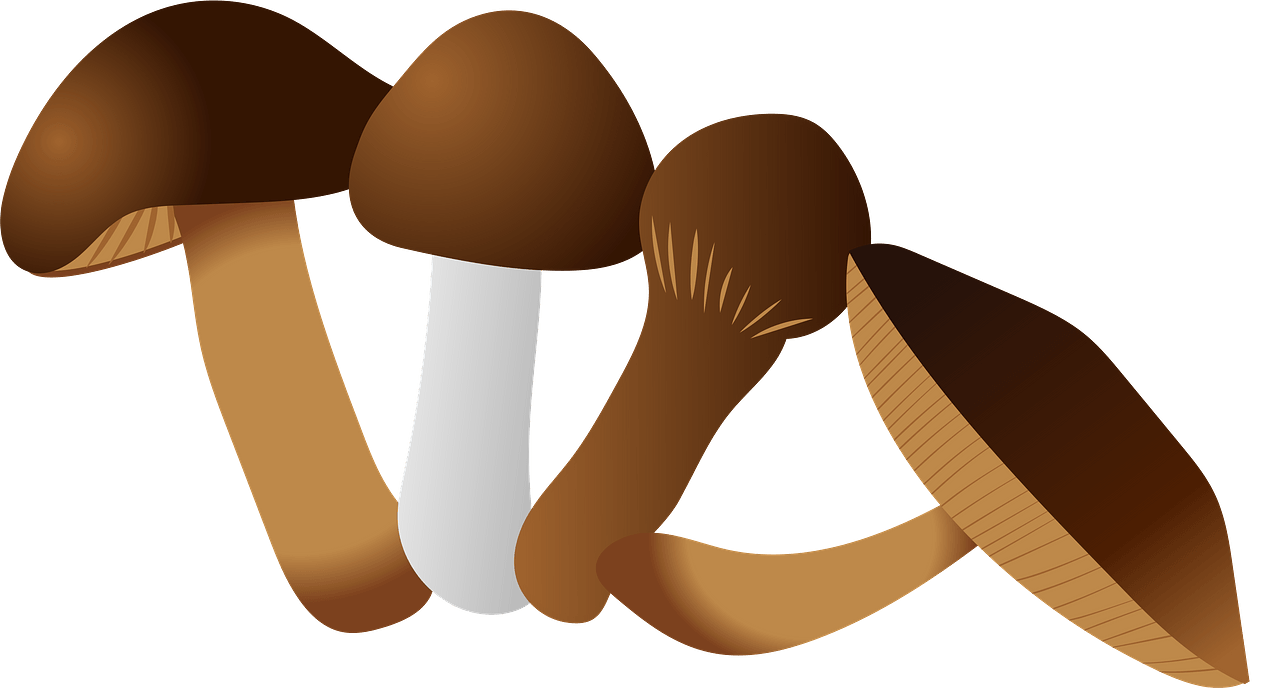Mushrooms clipart transparent 8