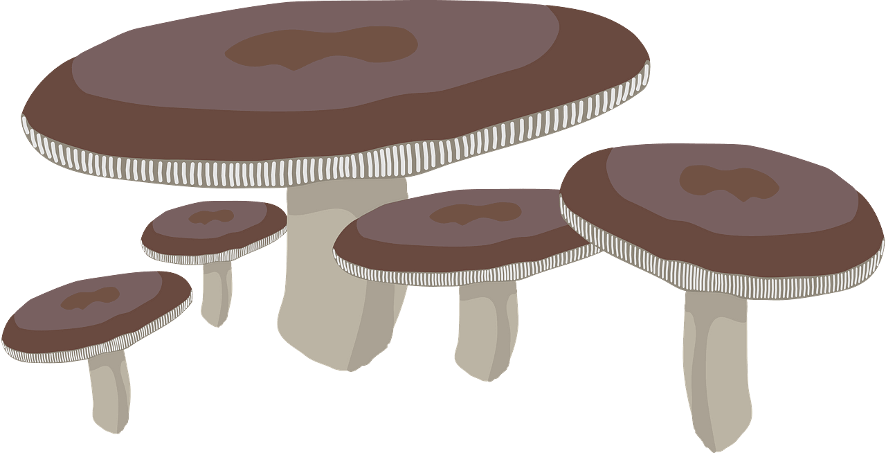 Mushrooms clipart transparent