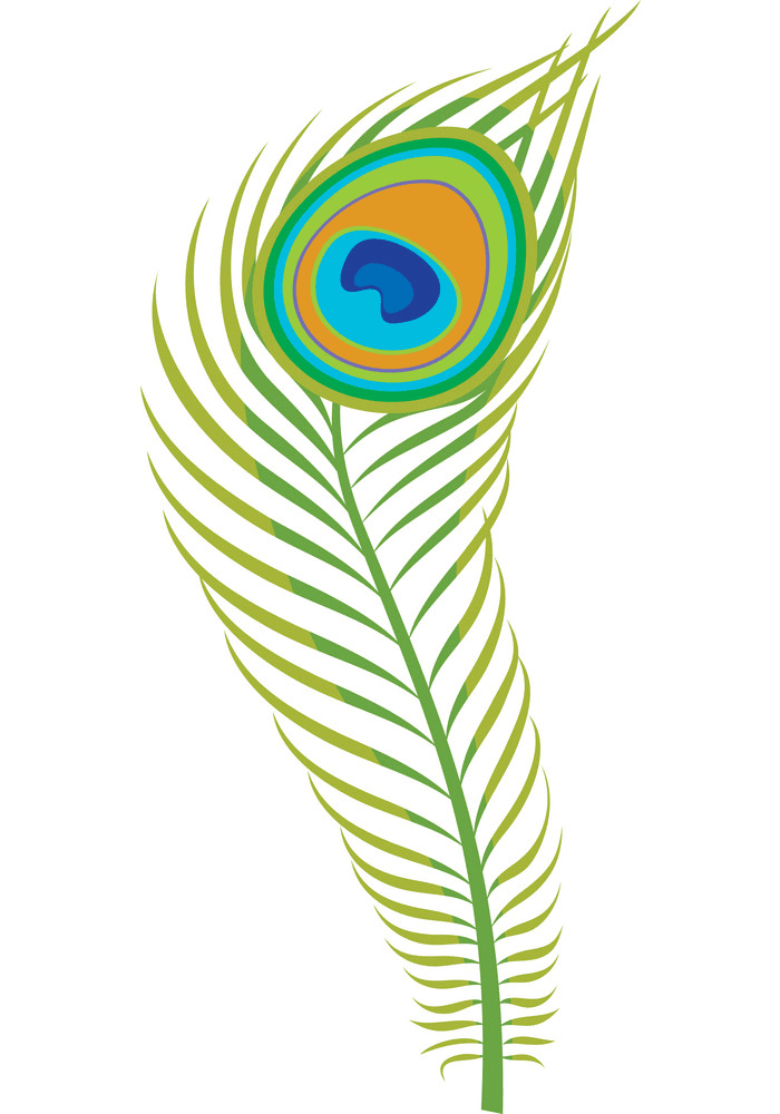 Peacock Feather clipart 2