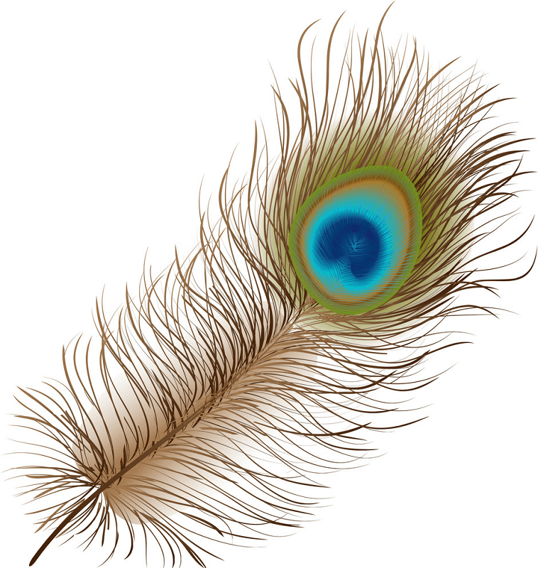 Peacock Feather clipart download