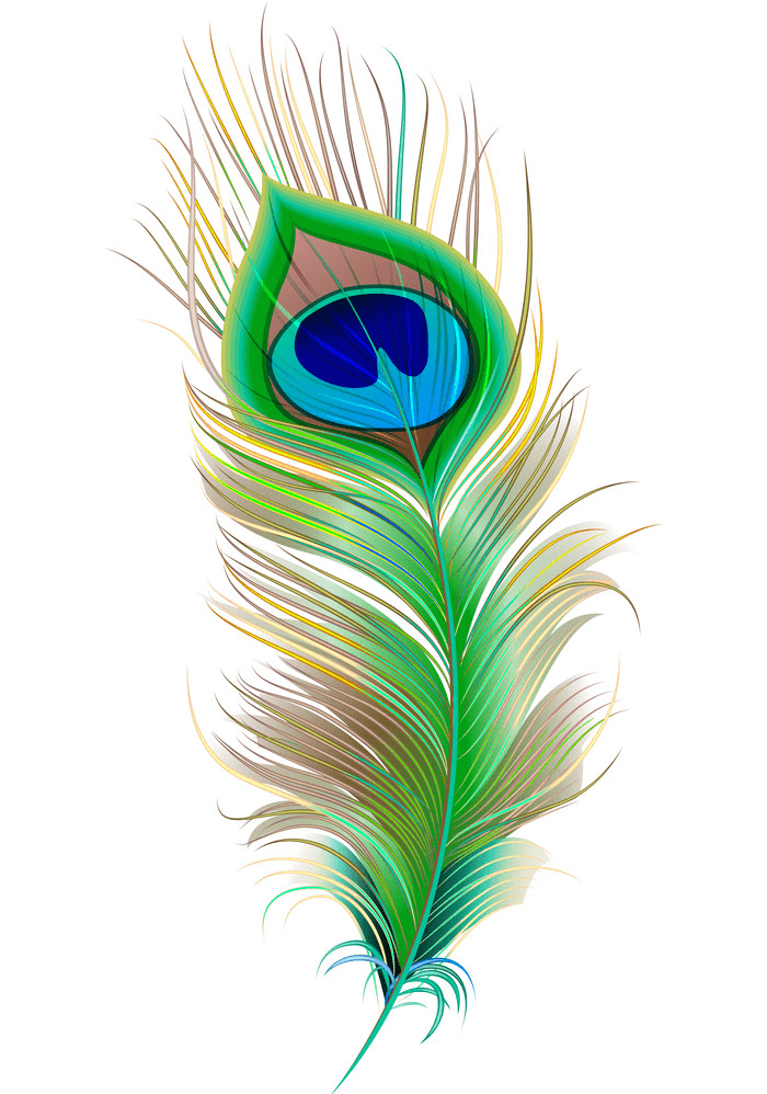 Peacock Feather clipart for free