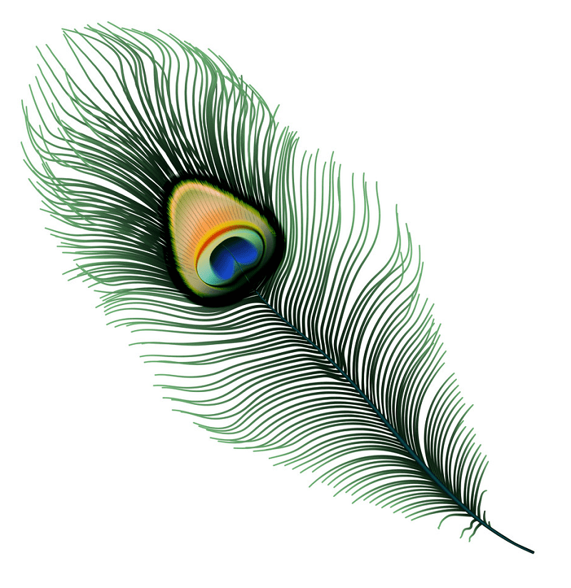 Peacock Feather clipart free image