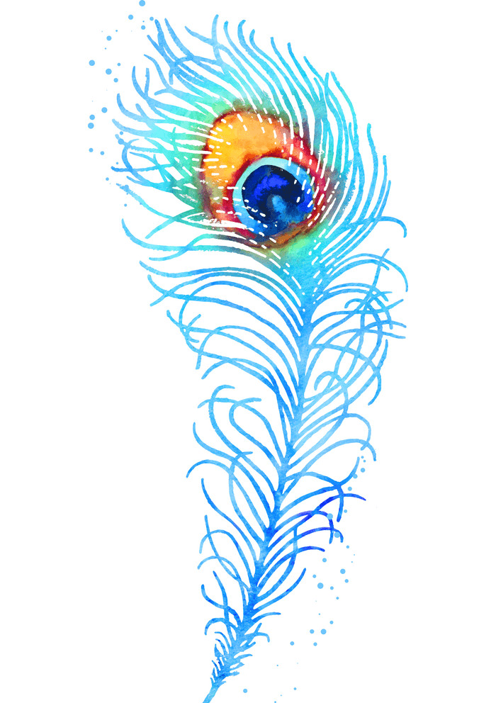 Peacock Feather clipart free images