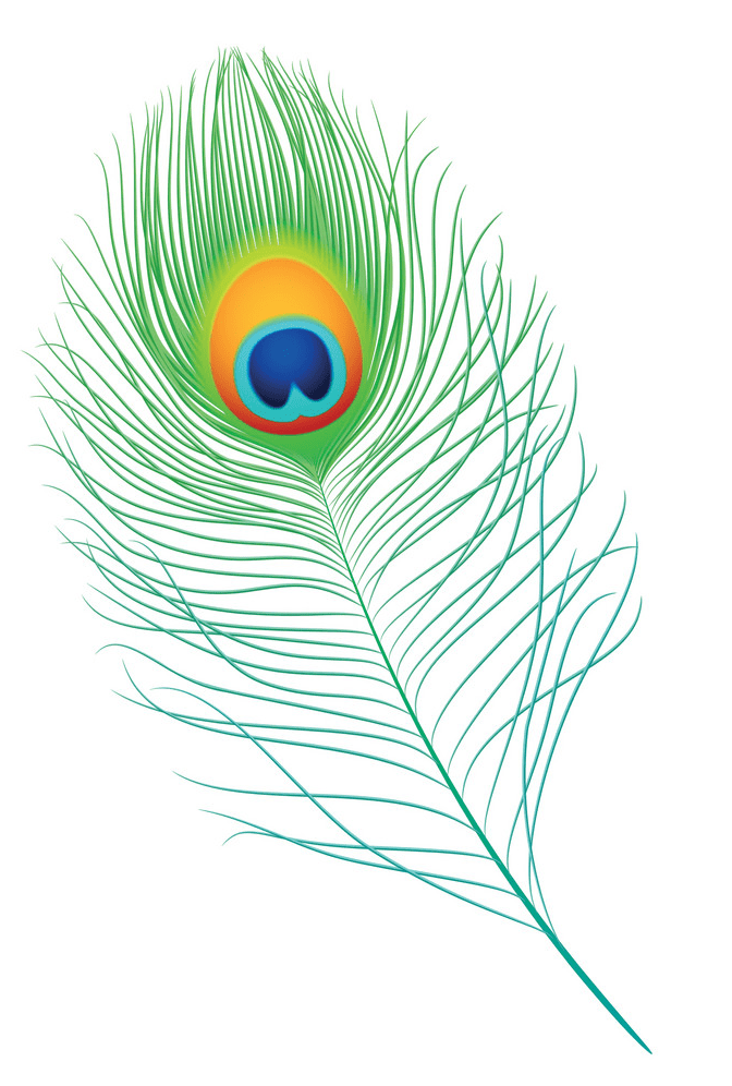 Peacock Feather clipart image