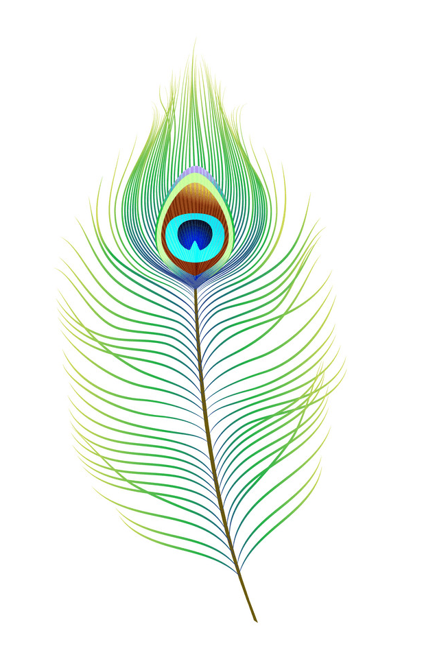 Peacock Feather clipart picture