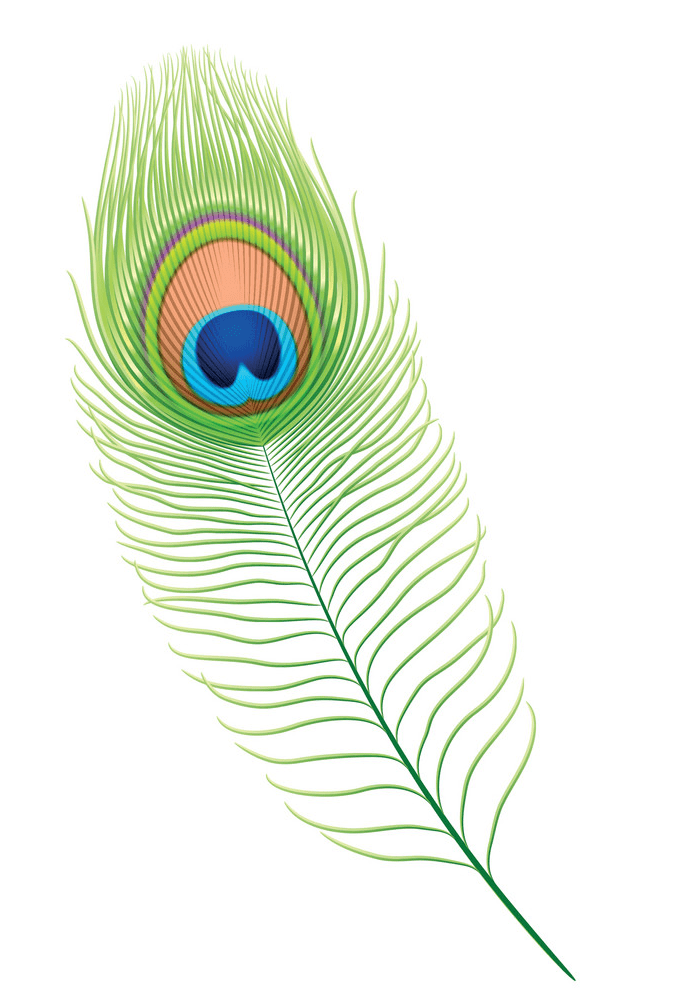 Peacock Feather clipart png images