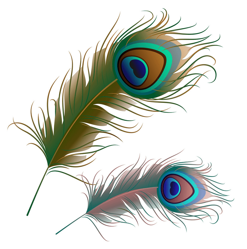 Peacock Feathers clipart for free