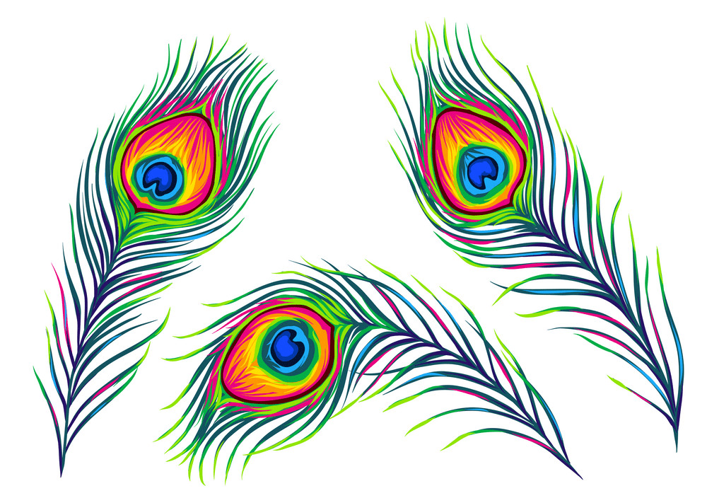 Peacock Feathers clipart png