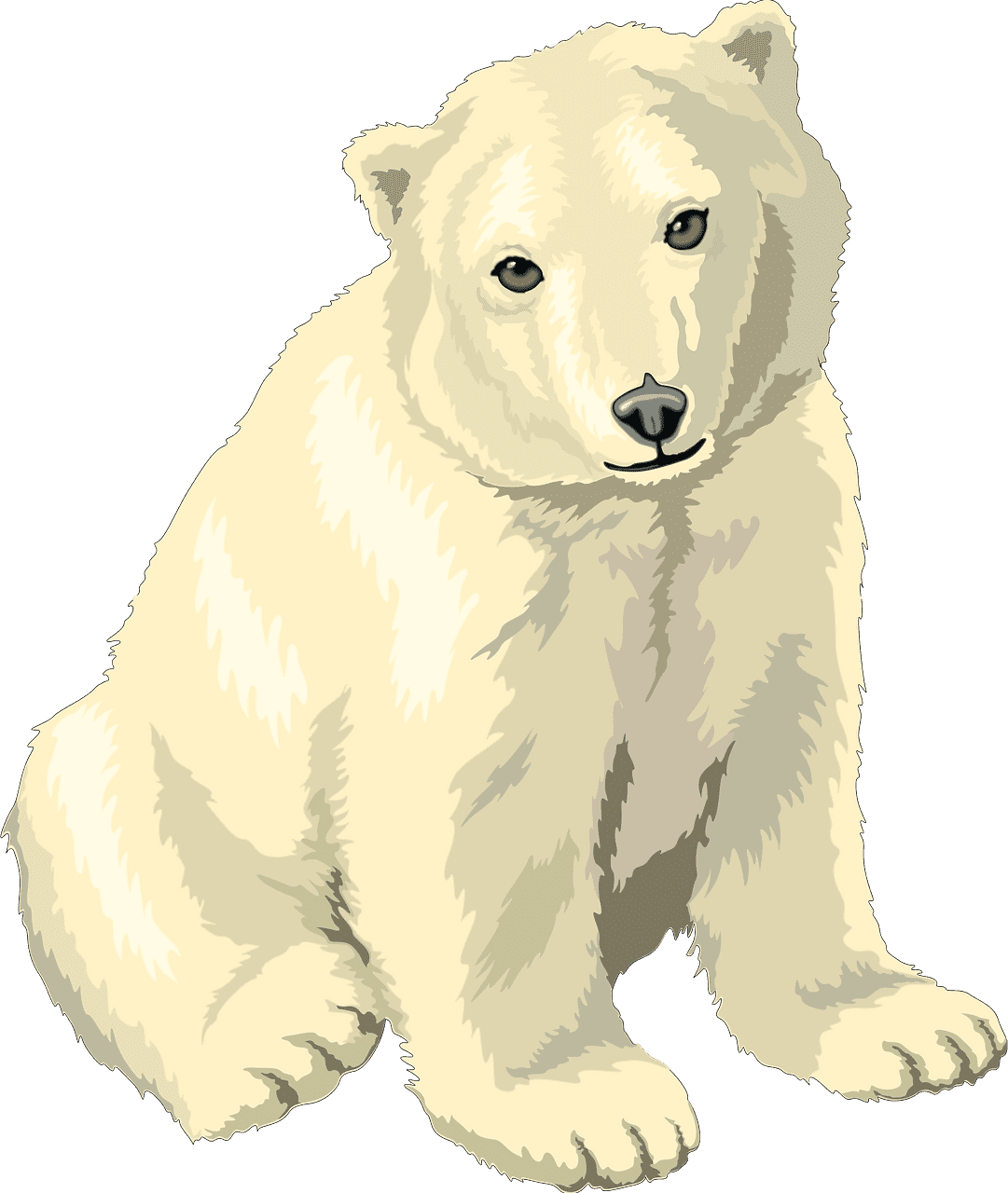 Polar Bear clipart transparent picture