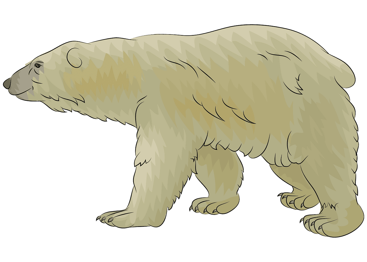 Polar Bear clipart transparent