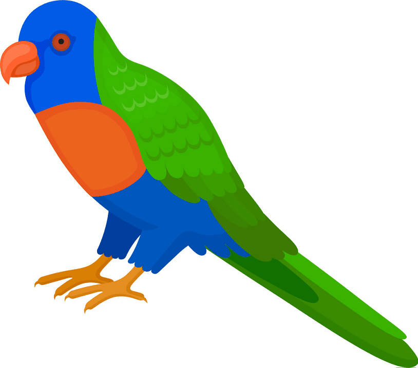 Clipart Parrot png