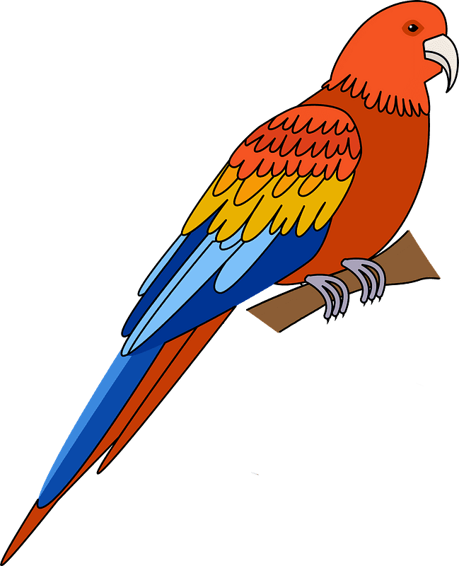 Free Parrot clipart transparent for kid