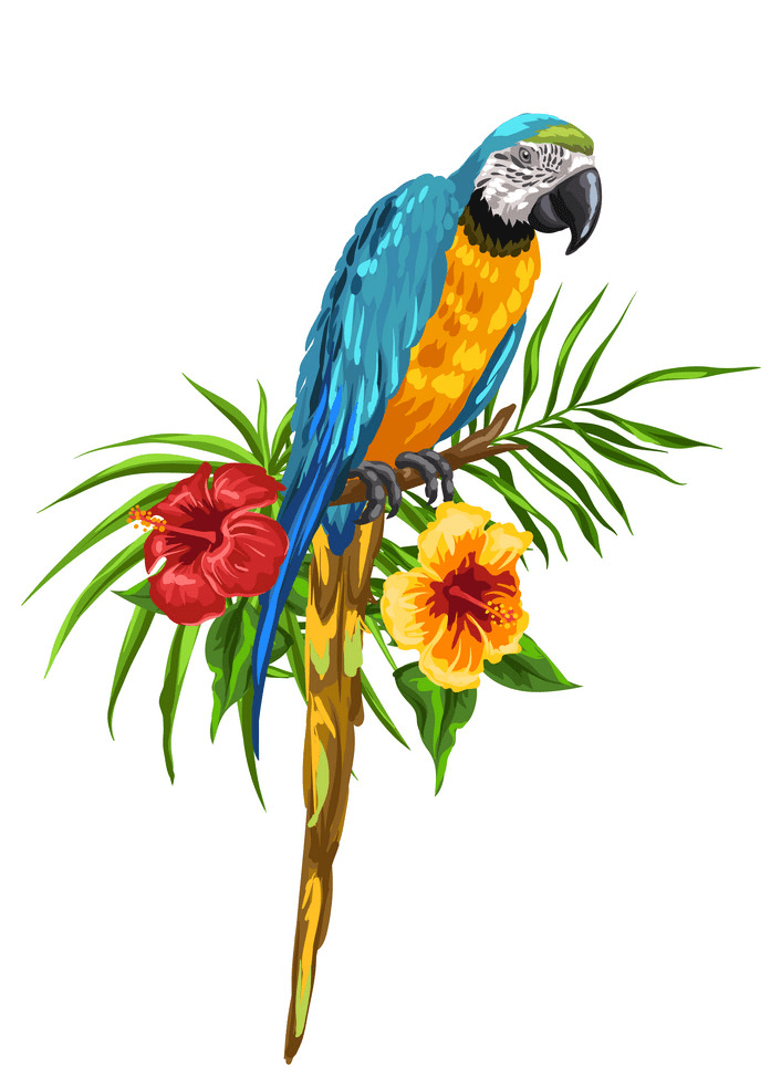 Free Parrot clipart