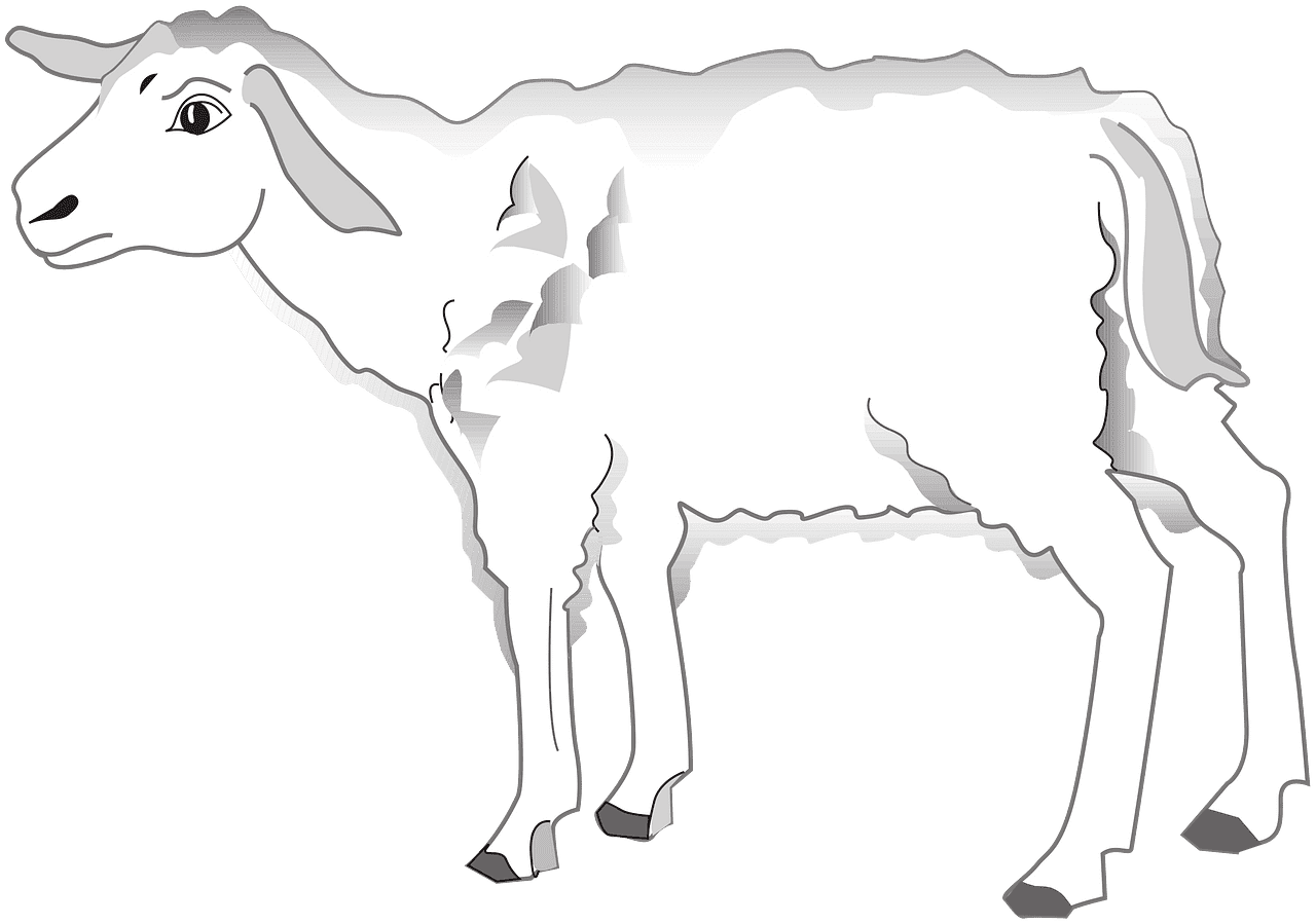 Lamb clipart transparent for kids