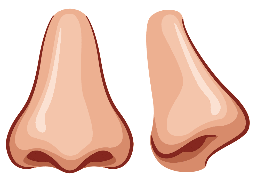 Nose clipart image