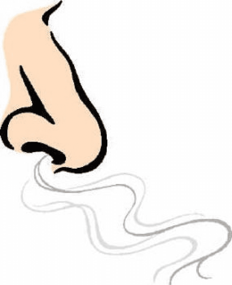 Nose clipart png 5