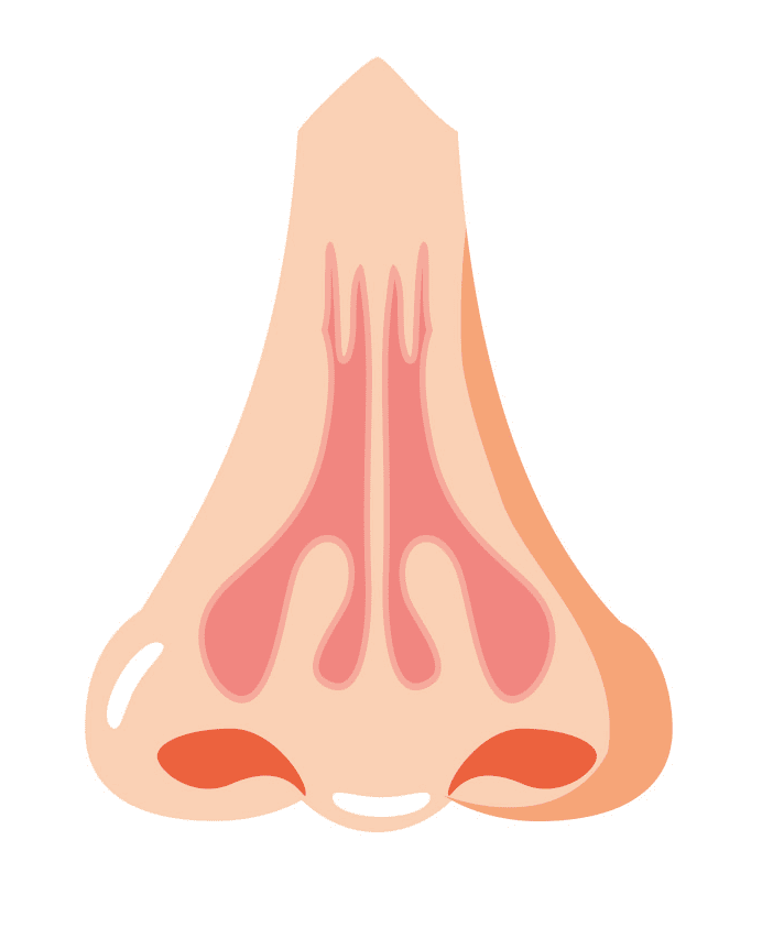 Nose clipart png 8