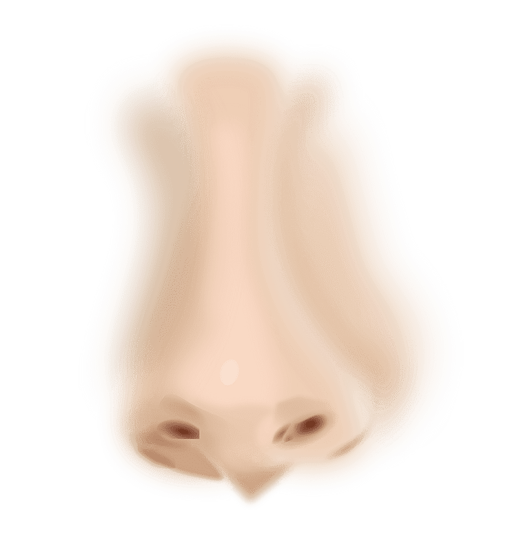 Nose clipart transparent for kid