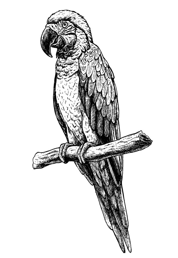 Parrot clipart Black and White for free