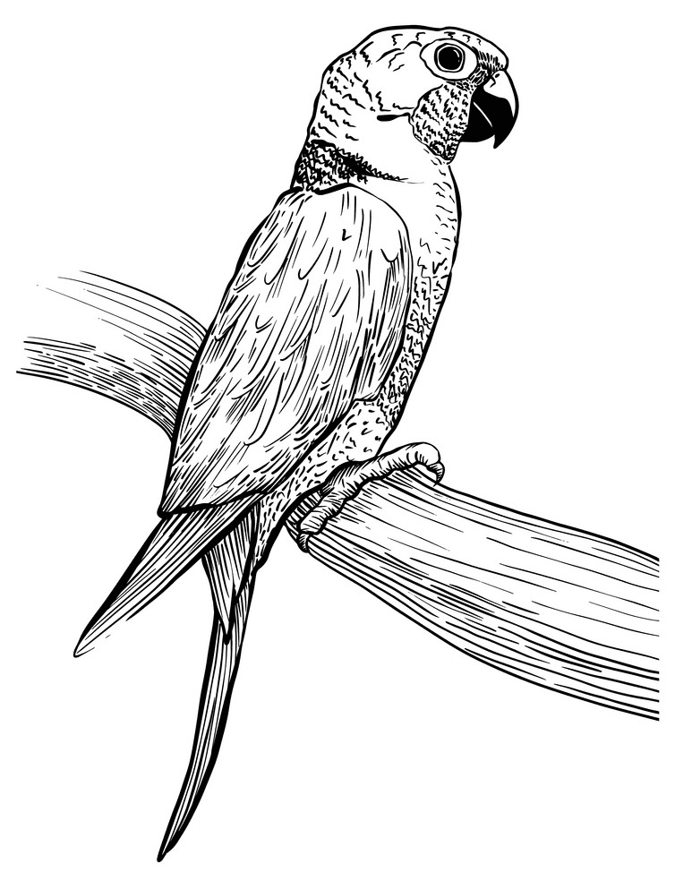 Parrot clipart Black and White image