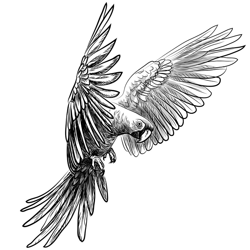 Parrot clipart Black and White png