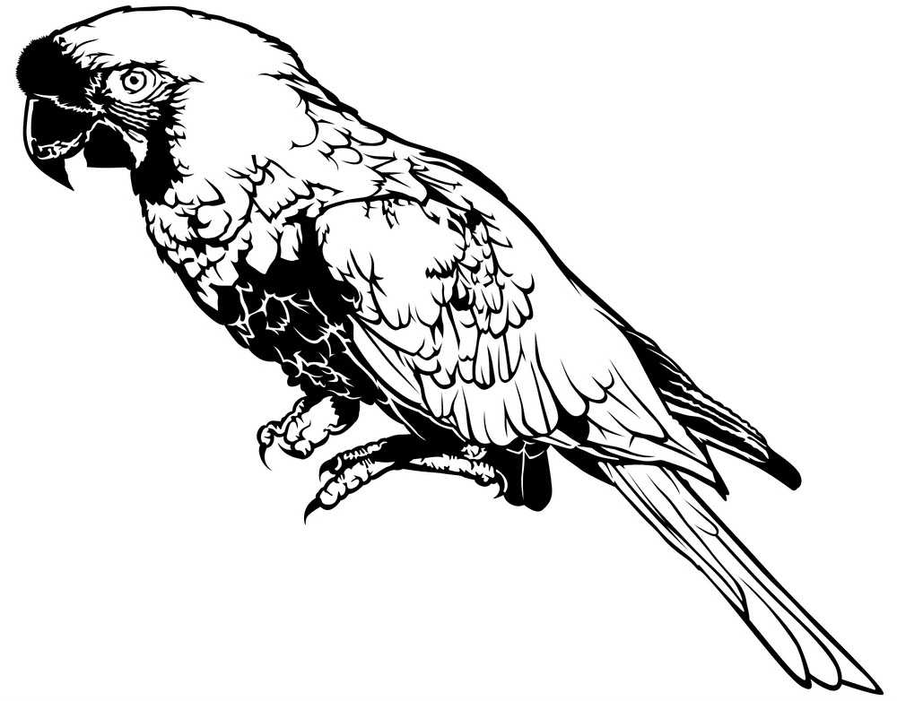 Parrot clipart Black and White