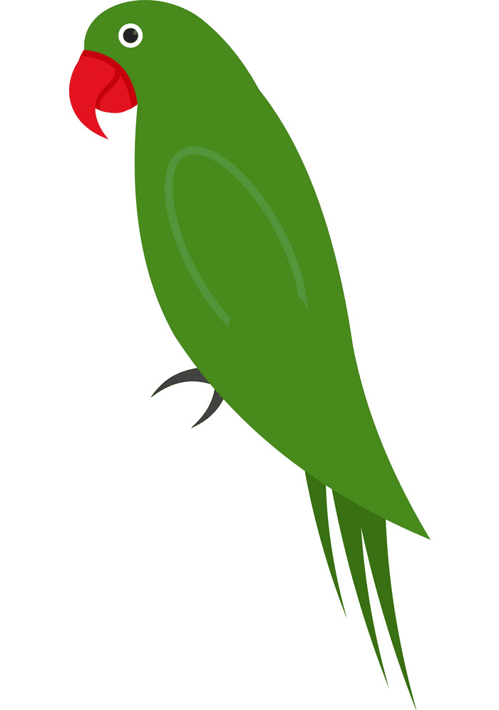 Parrot clipart for kid