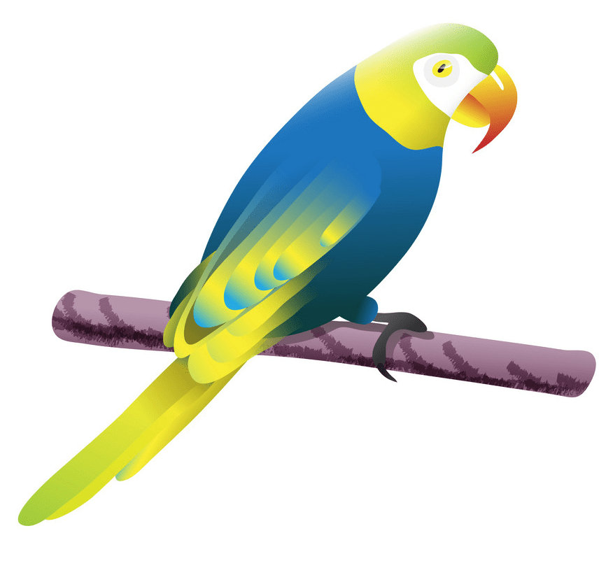 Parrot clipart png images