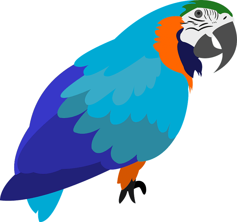 Parrot clipart transparent 9