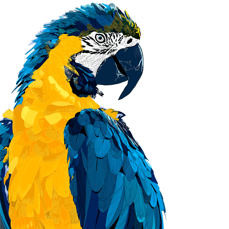 Parrot clipart transparent images