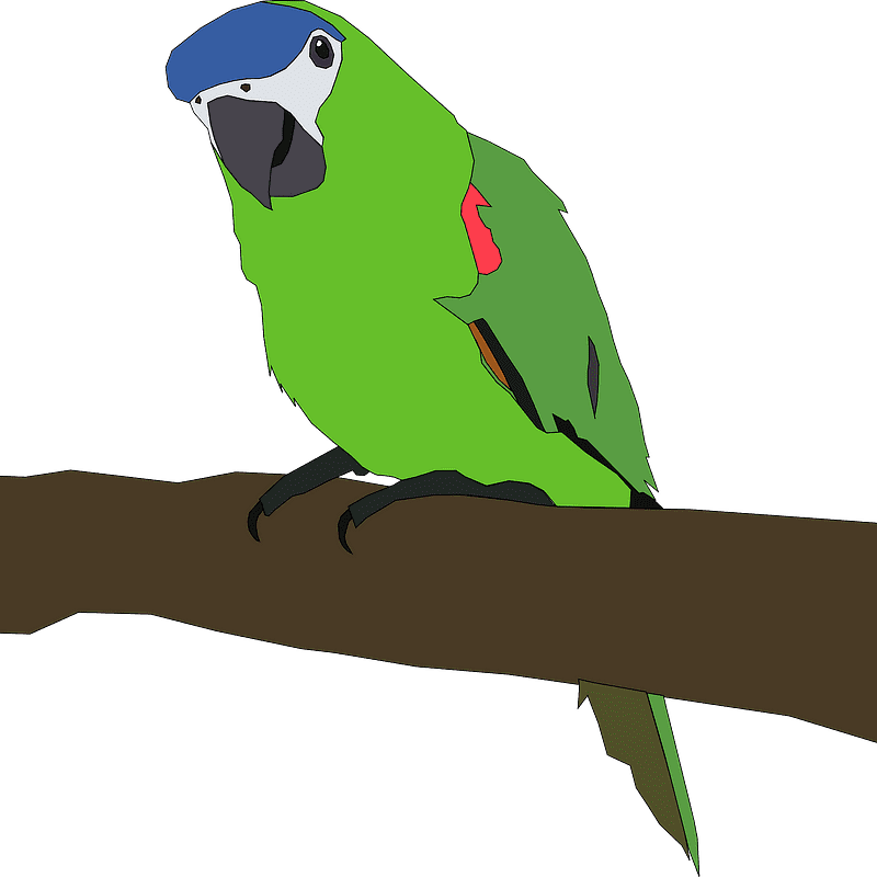 Parrot clipart transparent png