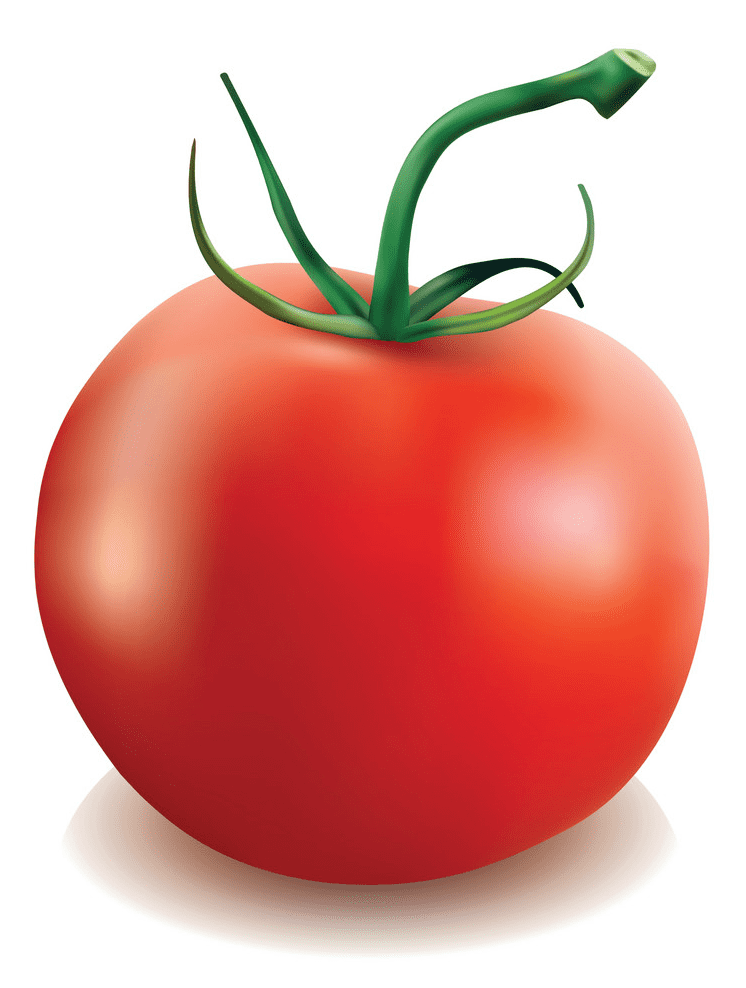 Tomato clipart for kids