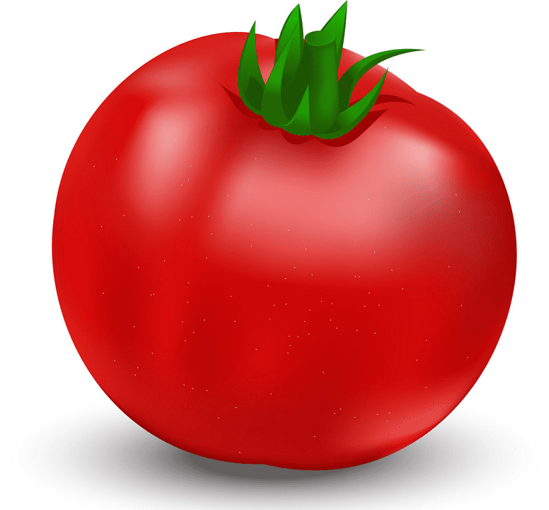 Tomato clipart png images