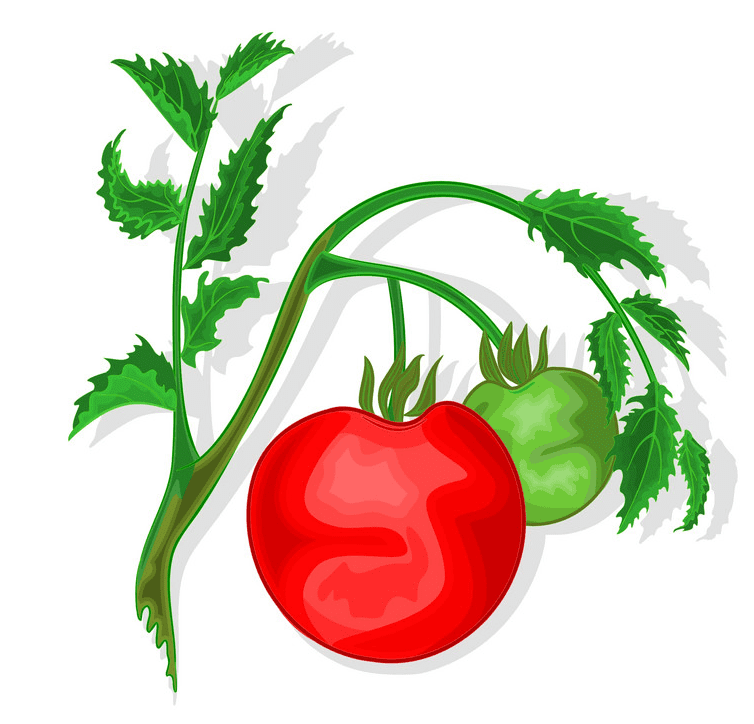 Tomatoes clipart for kids