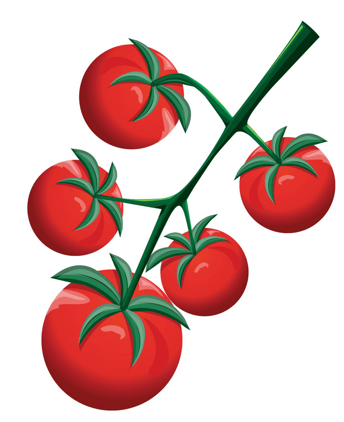 Tomatoes clipart picture