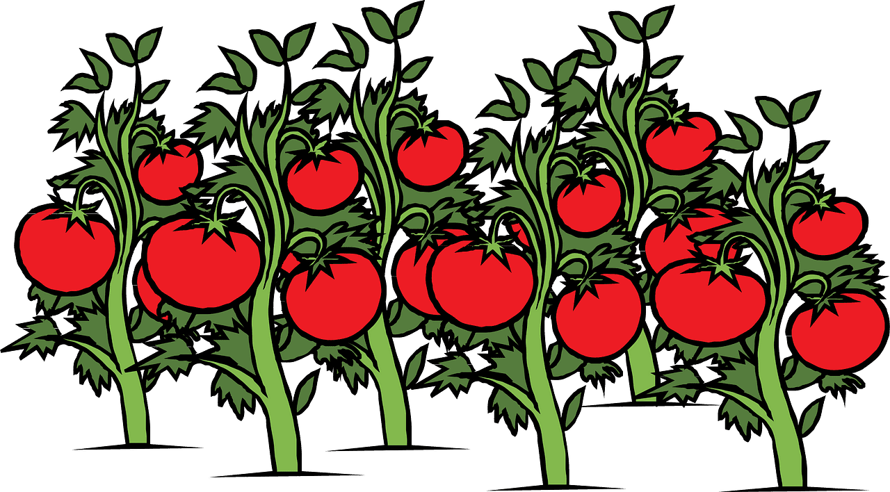 Tomatoes clipart transparent download