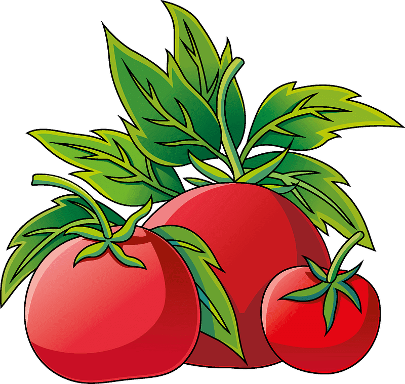 Tomatoes clipart transparent picture