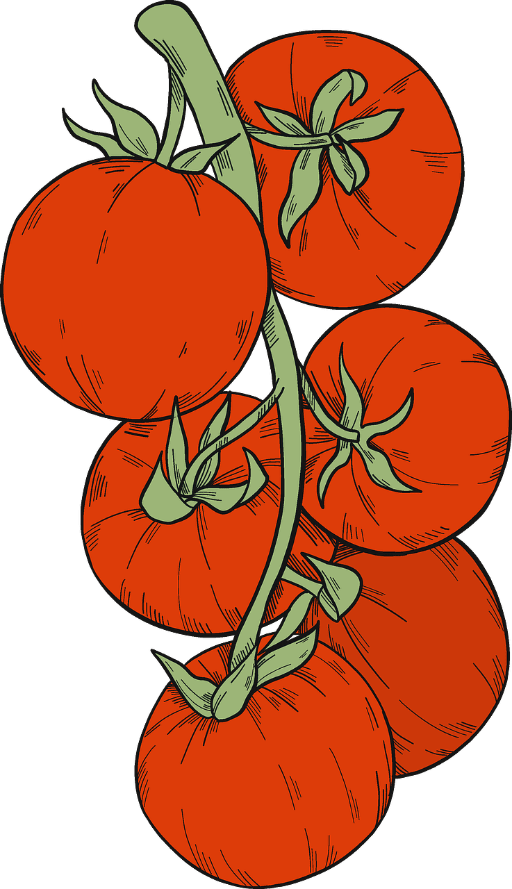 Tomatoes clipart transparent png