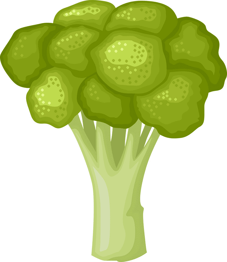Broccoli clipart free picture