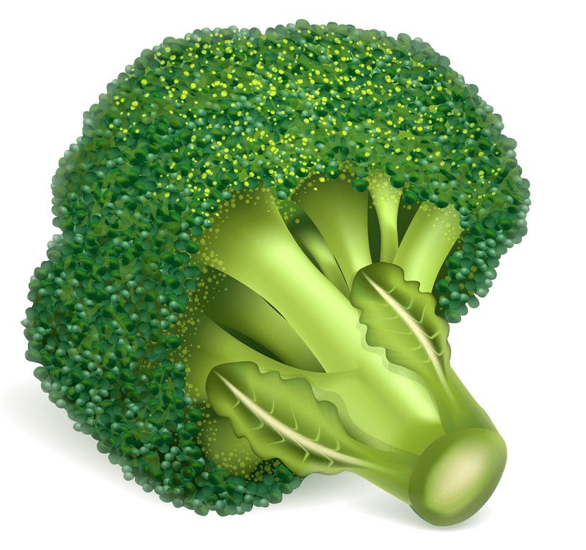 Broccoli clipart images