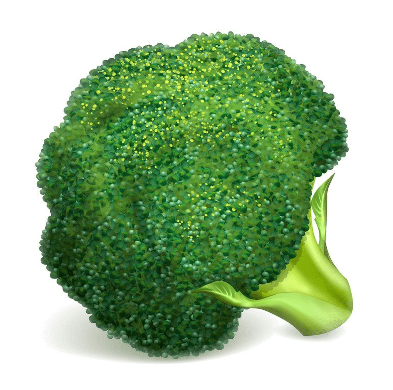 Broccoli clipart png download