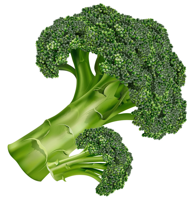Broccoli clipart png free