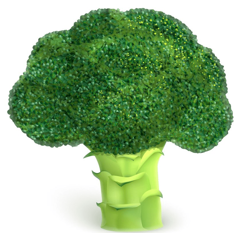 Broccoli clipart png image
